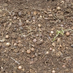 201807 macnut husk2.jpg